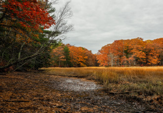 Картинка природа лес деревья
