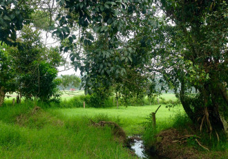 Картинка природа лес деревья