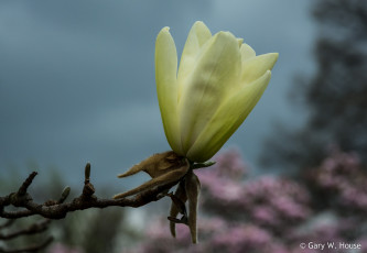 Картинка цветы магнолии магнолия