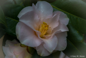 Картинка цветы камелии камелия