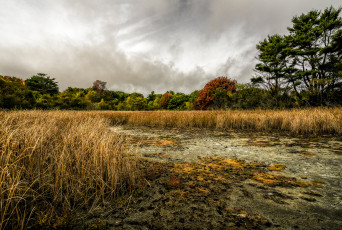 Картинка природа реки озера река лес