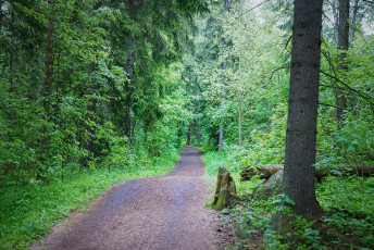 Картинка природа дороги тракт