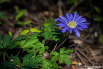 Картинка цветы ветреницы +печёночницы синий