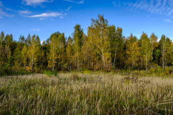 Картинка природа лес деревья