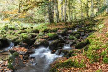 Картинка природа реки озера лес река