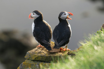 Картинка животные тупики птица тупик забавные камень пара
