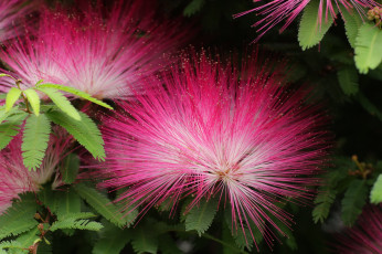 Картинка цветы акация листья ветка цветение