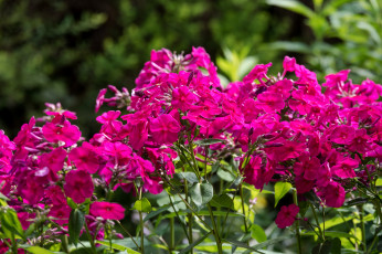 Картинка цветы флоксы кусты розовый лето цветение