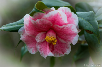 Картинка цветы камелии камелия