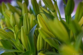 Картинка цветы лилии +лилейники bloom petals лепестки цветение lily