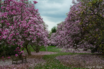 Картинка цветы магнолии деревья
