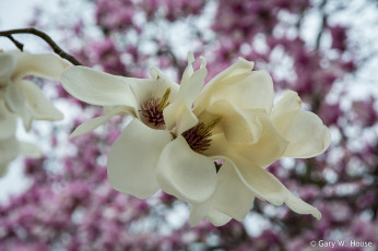 Картинка цветы магнолии магнолия