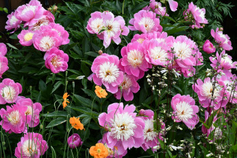 Картинка цветы разные+вместе лепестки бутон пион цветение листья