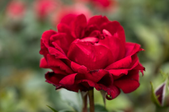 Картинка цветы розы цветение листья лепестки бутон роза blossoms leaves petals rose bud