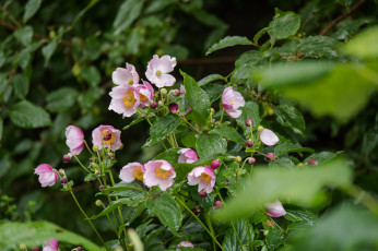 Картинка цветы шиповник цветки листья куст розовые