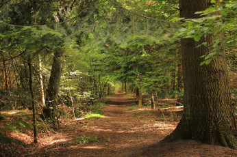 Картинка природа дороги тракт