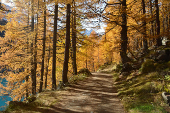 Картинка природа дороги тракт