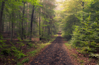 Картинка природа дороги тракт