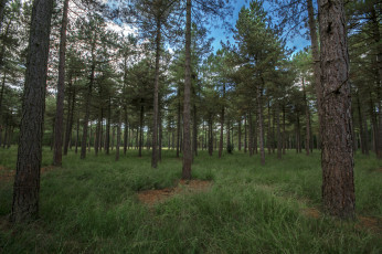 Картинка природа лес деревья