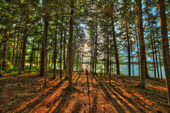 Картинка природа лес деревья