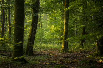 Картинка природа лес деревья