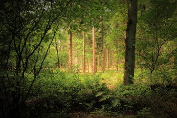 Картинка природа лес деревья