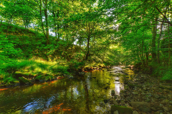 Картинка природа реки озера река лес