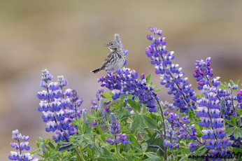 Картинка животные птицы лапки клюв окрас перья птица