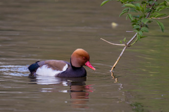 Картинка животные птицы перья птица вода окрас