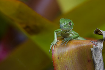 Картинка животные Ящерицы +игуаны +вараны фон макро ящерица лист