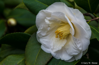 Картинка цветы камелии камелия