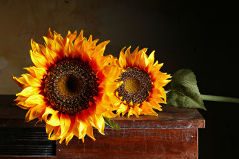 Картинка цветы подсолнухи ярко лепестки подсолнух цветение