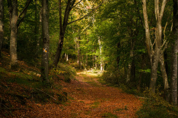 Картинка природа дороги тракт