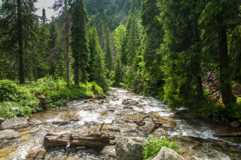 Картинка природа реки озера река лес