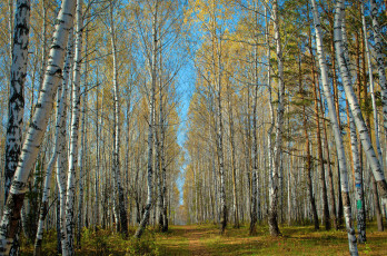 Картинка природа лес деревья