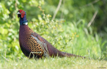 Картинка животные птицы окрас перья птица клюв
