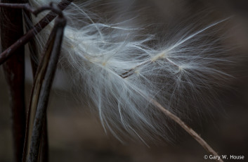 Картинка природа макро