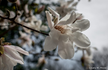 Картинка цветы магнолии