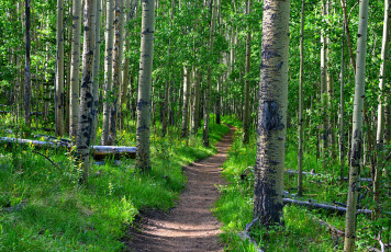 Картинка природа дороги тракт