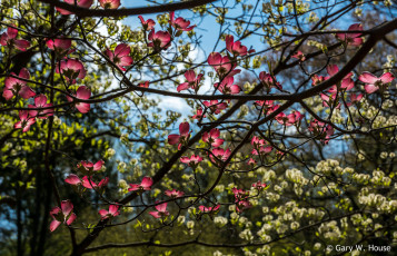 обоя цветы, кизил, ветки