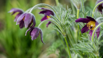 Картинка цветы анемоны +сон-трава лепестки бутончики прострел сон-трава