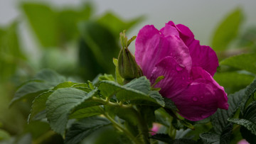 Картинка цветы шиповник цветение листья цветок макро