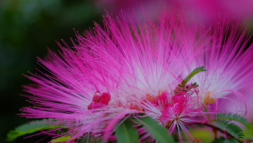 обоя цветы, акация, листья, цветение, ветка