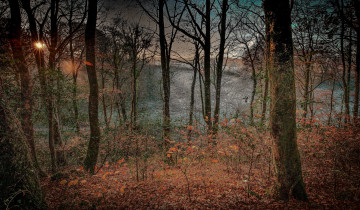 Картинка природа лес деревья