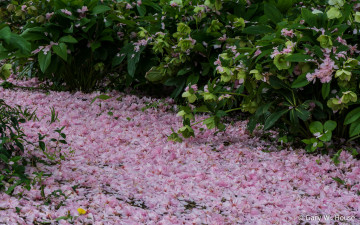 Картинка природа парк