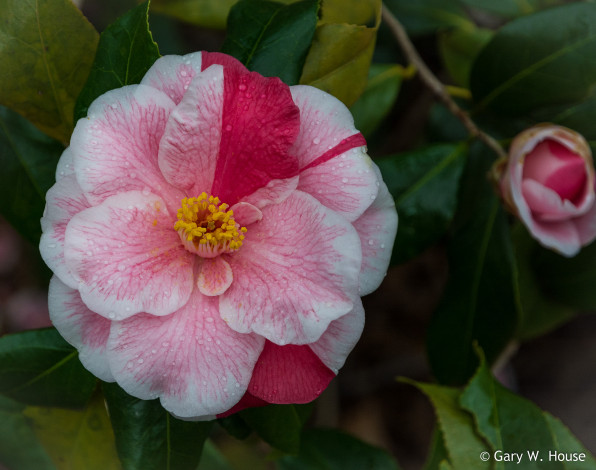 Обои картинки фото цветы, камелии, камелия
