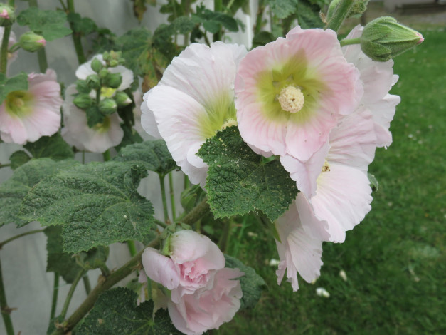 Обои картинки фото цветы, мальвы, листья, куст, мальва, лето, цветение