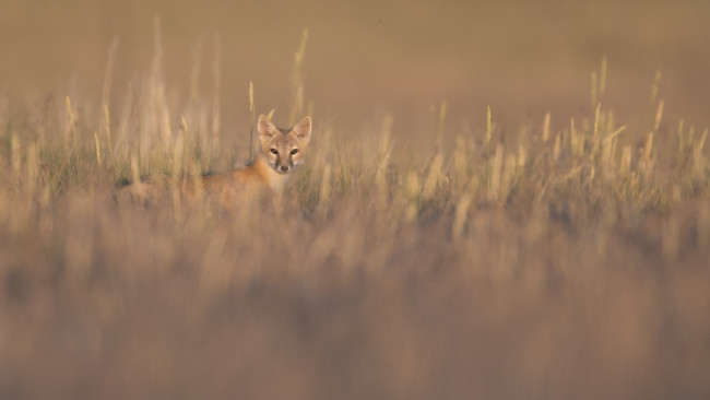 Обои картинки фото животные, лисы, лиса, поле, фон, трава