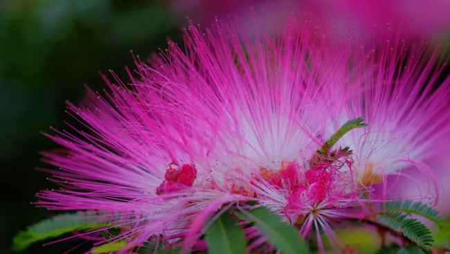 Обои картинки фото цветы, акация, листья, цветение, ветка