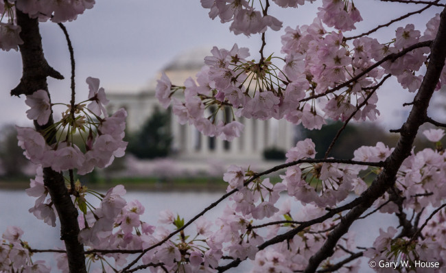 Обои картинки фото цветы, сакура,  вишня